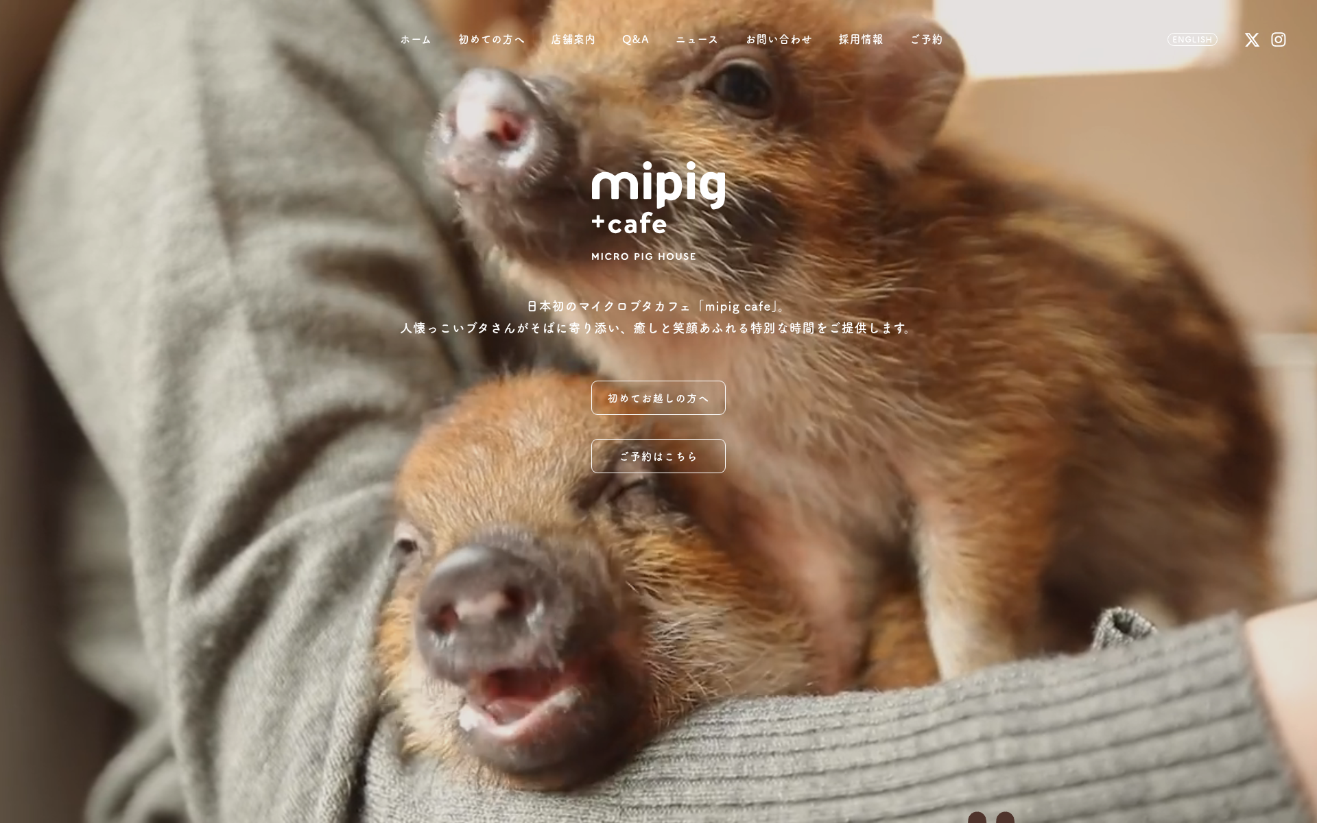 Screenshot of mipig.cafe